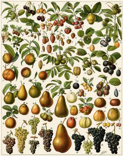 Agriculture: Botanical board representing edible fruits (cherry, raspberry, strawberry, blueberry, peach, apricot, nuts, grapes, pear, hazelnut, fig, apple, plum) by Unknown artist