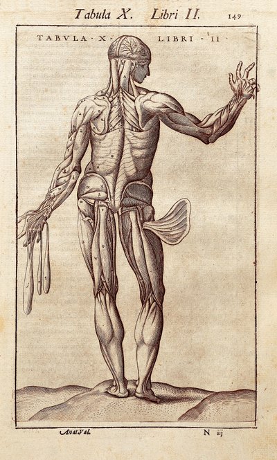 Anatomical board representing a man on the back (engraving in "Anatomia Corporis Humani" by Juan Valverde De Amusco) by Unknown artist
