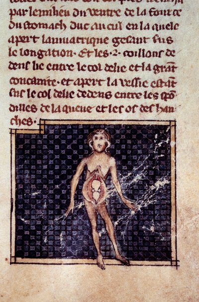 Anatomical figures: male and female peels, open belly, showing the kidneys, bladder, genitals (detail) by Unknown artist