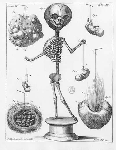Anatomical plate representing a skeleton, by Frederik Ruysch (1638-1731), Dutch anatomist. by Unknown artist