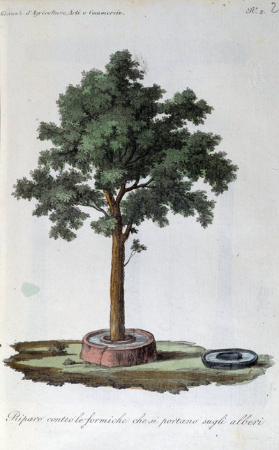 Ant protection system: water-filled ring around the base of the trunk. Plate drawn from Revue d