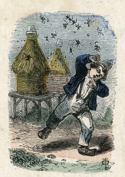 Bees Attack a Child Near Their Hive. Illustration 19th century. Bianchetti Collection by Unknown artist