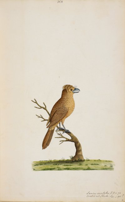 Bird, possibly a species of Flycatcher. Not yet identified, perhaps a type of long-tailed Silky-Flycatcher, 