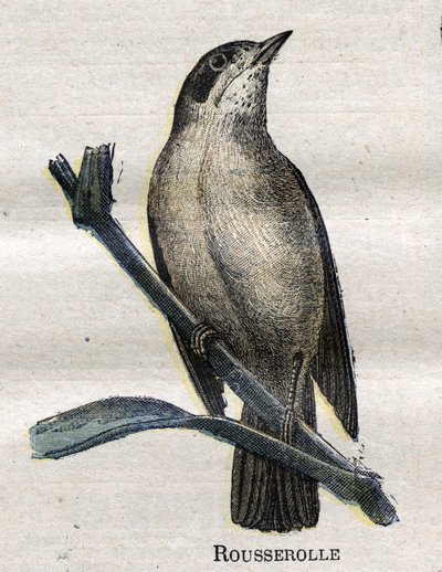 Birds Useful to Agriculture: Rousserolle by Unknown artist