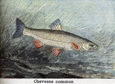 Chevense commun engraving from 1898 by Unknown artist