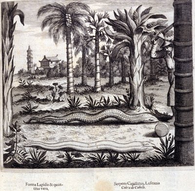 Cobra and poisonous snake from India. 