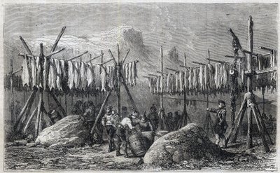 Cod Drying in Fiskerness in Greenland by Unknown artist
