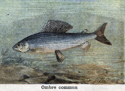 Common Shadow engraving from 1898 by Unknown artist