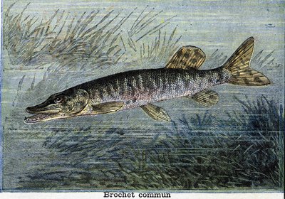 Common pike. Engraving from 1897 by Unknown artist