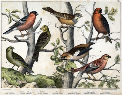 Illustration of Birds, Natural History by Unknown Artist