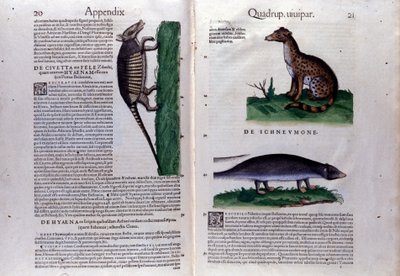 Double-Page of Historia Animalium by Conrad Gesner (1516-1565), Tiguri by Unknown artist