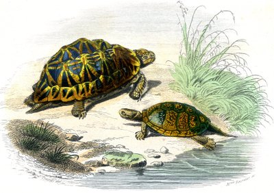 Geometric Turtle (Testudo geometrica) and Yellow Turtle by Unknown artist