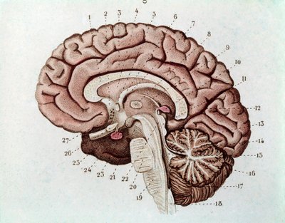 Human brain section with cerebral hemispheres and cerebellum by Unknown artist