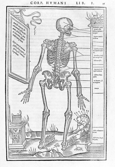 Human skeleton, posterior part. Anatomical plate from 
