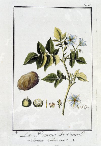 Potato (Solanum Tuberosum) - in 