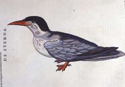 The Tern or Swallow of the Sea in Historia Animalium by Conrad Gesner (1516-1565), Tiguri by Unknown artist
