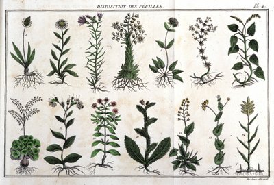 Layout of the leaves: in 