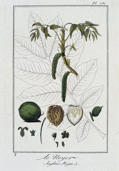 Walnut (Juglans Regia) - in 