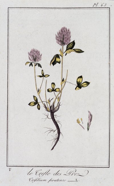 Le Trefle des Pres (Trifolium pratense) - in 