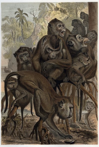 Macaques - engraving from 