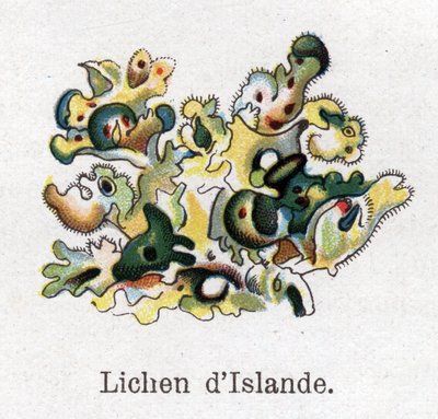Medicinal and food botanical plants: Iceland lichen. Engraving in 