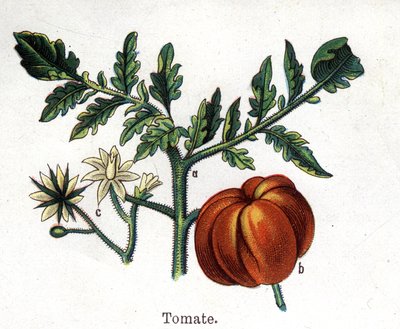 Medicinal and food botanical plants: tomato. Engraving in 