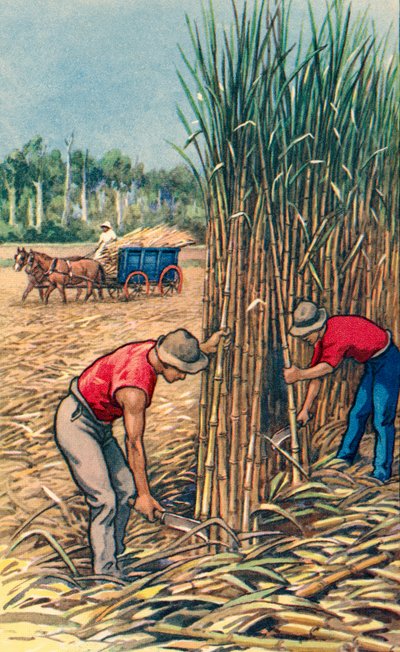 Men Cutting Sugar Cane in Queensland, Australia, c.1935 by Unknown Artist