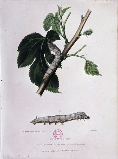 Mulberry and silkworm - Study of Pasteur by Unknown artist