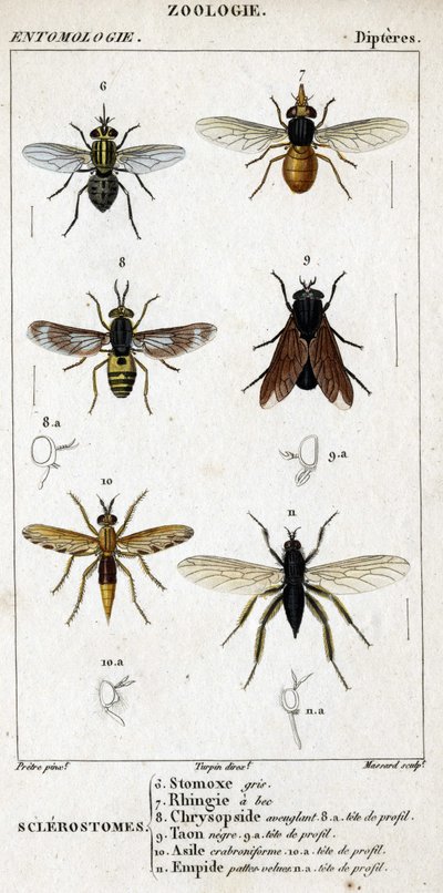 Natural History Board. Entomology. Dipteres Family. Sclerostomes: 6. Grey Stomox; 7. Beaked Rhingia; 8. Blinding Chrysopside; 8a. Profile Head; 9. Taon Negre; 9a. Head of Profile; 10. Crabroniforme Asylum; 10a. Head of Profile; 11. Emboid Hairy Legs by Unknown artist