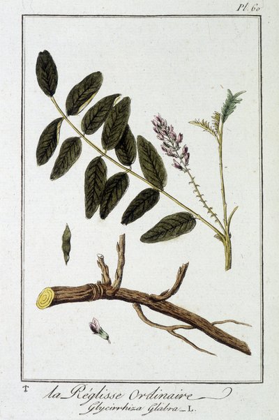 Ordinary licorice (Glycyrrhiza glabra) - in 