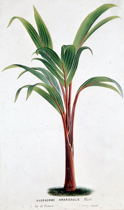 Palm Hyophorbe Amaricaulis (Mauritius) - Botanical board by Unknown artist