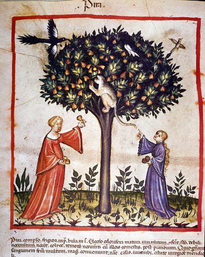 Picking pears. Illumination from the milking of medicine and dietetics 