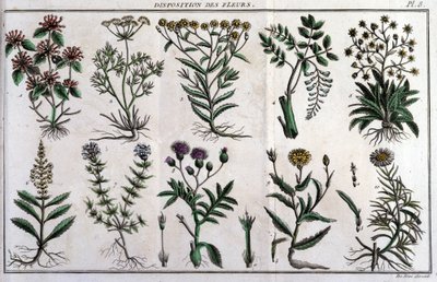 Provisions of flowers: in 