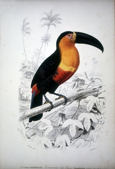 Representation of a Toucan, Bird of South America. 19th Century Engraving by Unknown artist