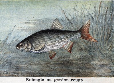Rotengle or red roach Engraving from 1898 by Unknown artist