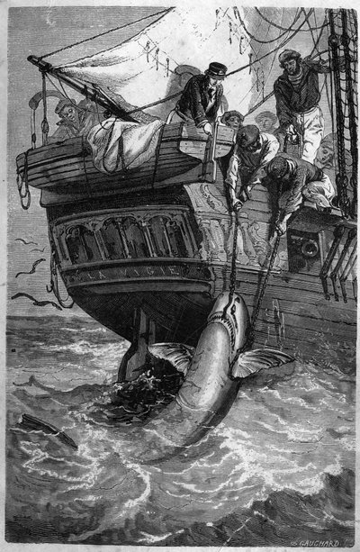 Shark fishing. 19th century engraving. Private collection. by Unknown artist