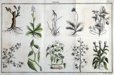 Stems: in 