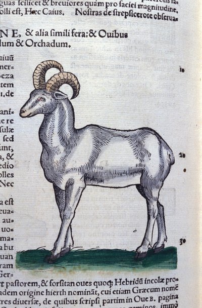 The Ibex - in Historia Animalium by Conrad Gesner, Tiguri by Unknown artist