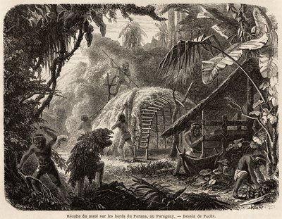 The collection of matte on the banks of the Parana, the infusion of this aromatic leaf is the usual South American drink, drawing by Fuchs, to illustrate the journey to Paraguay, from 1844 to 1847, by Dr. Alfred Demersay. Engraving in Le tour du monde by Unknown artist