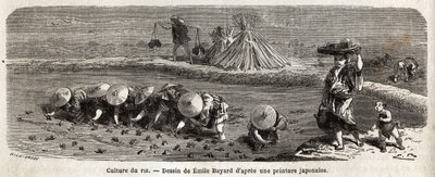 The cultivation of rice: second stage, the seeds are transplanted, carefully transplanted by tufts arranged in staggering, this is where the rice must grow and ripen before harvest, on the enclosure dams, straw fetuses are arranged to scare away the birds by Unknown artist