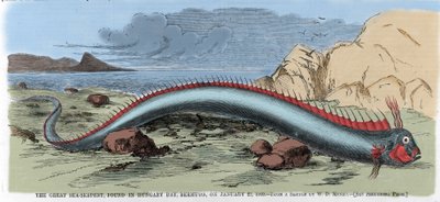 The great sea snake found in Hungary Bay in Bermuda on 22/01/1860. Illustration from 