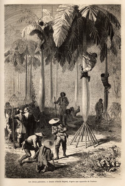The palmist cabbages; after being robbed by Indians, the expedition uses local techniques to collect food. Engraving illustrating a voyage by Unknown artist