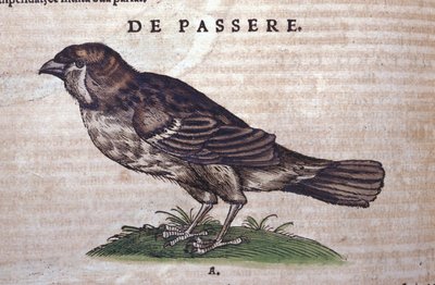 The sparrow in Historia Animalium by Conrad Gesner by Unknown artist