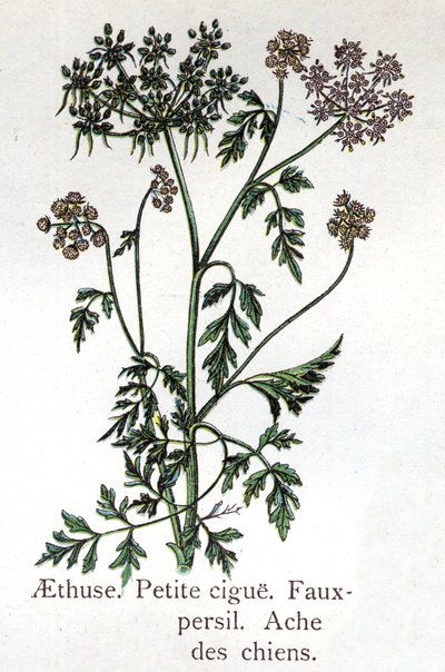 Venomous botanical plants: Aethuse, Little Hail, fake parsley and dog ache. Engraving in 