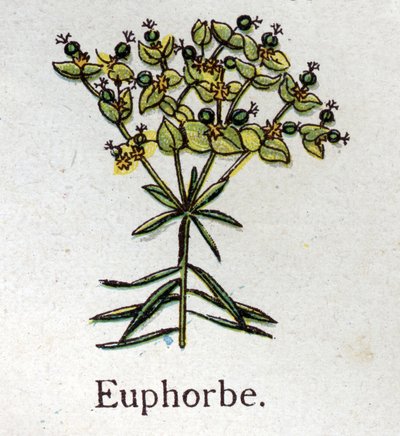 Venomous botanical plants: Euphorbo. Engraving in 