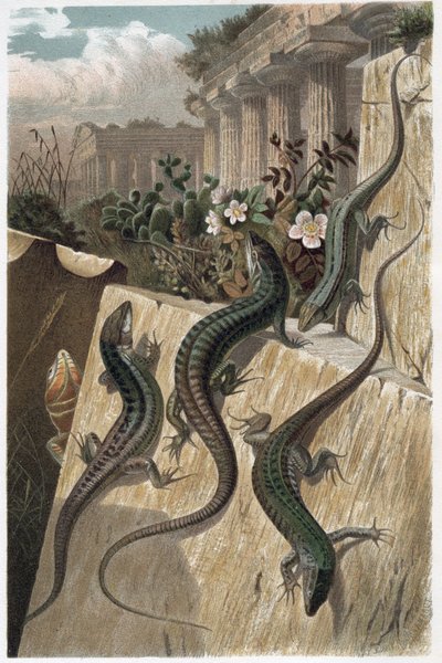 Common Wall Lizard from 