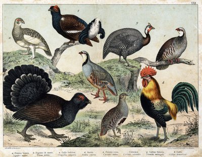 Alpine lagoon (Lagopus mutus), Tetras lyre (Tetrao tetrix), Great tetras (Urogallus vulgaris), Ash partridge (Partrix cinerea), Red partridge (caccabis rubra), bartavelle (caccabis saxatis), guinea fowl (Numida meleagris), Rooster by Unknown artist