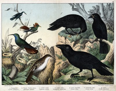 a: Treecreeper (Certhia familiaris), b: Small fly bird (Mellisuga minima), c: Ornate hummingbird (Lophornis ornata), d: Sapphire hummingbird (Hylocharis sapphirina), e: Imperial raven (Corvus corax), f: Black Crow (Corvus corone), g: Raven (Corvus frugileg by Unknown artist