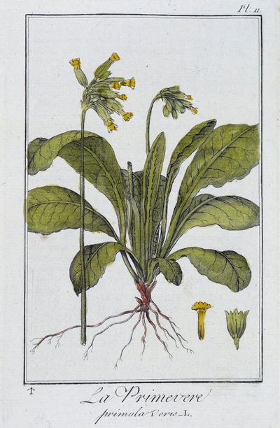 Primrose (Primula veris) - in 