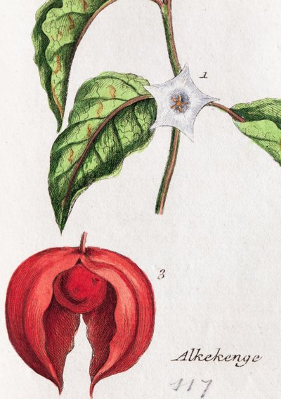 Alkekengi by Unknown artist